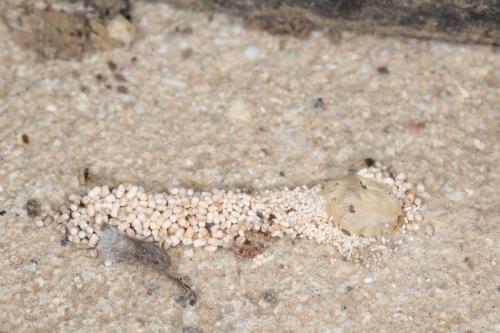 Réf. 255 683 : Hofmannophila pseudospretella